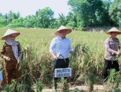 Wali Kota Lubuk Linggau Panen Raya, Dukung Program Swasembada Pangan Presiden RI